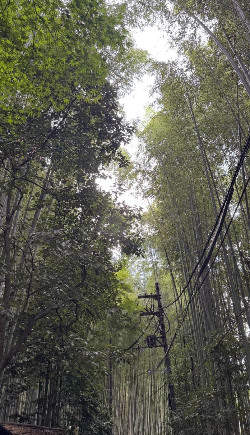 Dichter Bambus am Wegrand im Arashiyama Bambuswald in Kyoto