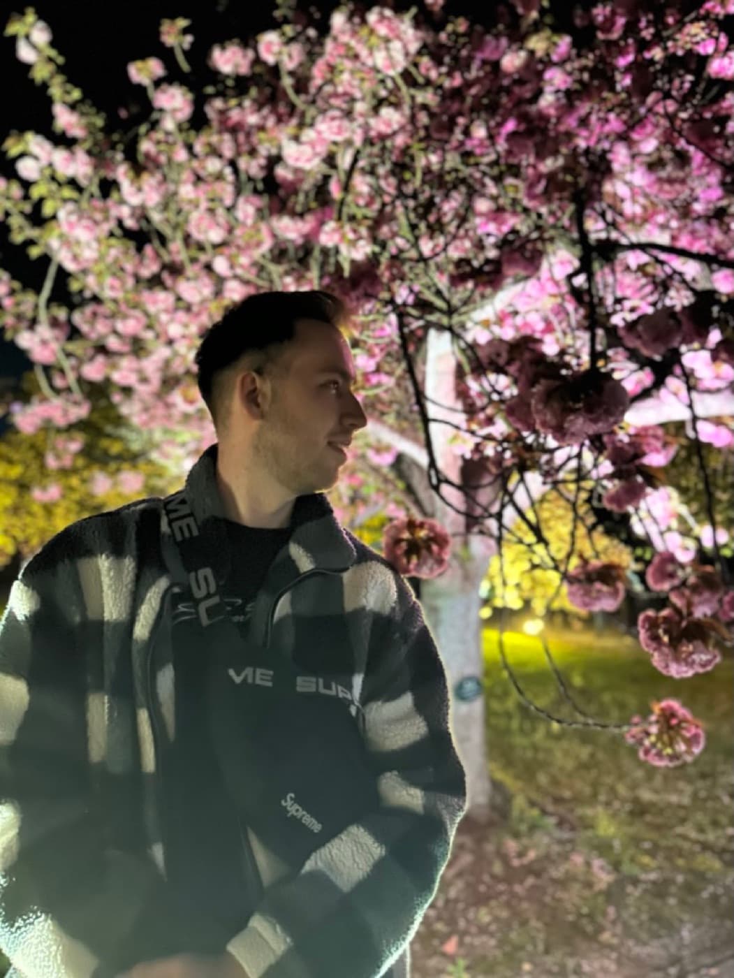 Angestrahlte Kirschblüten bei einem abendlichen Beleuchtungs-Event in einem Tempelpark in Kyoto