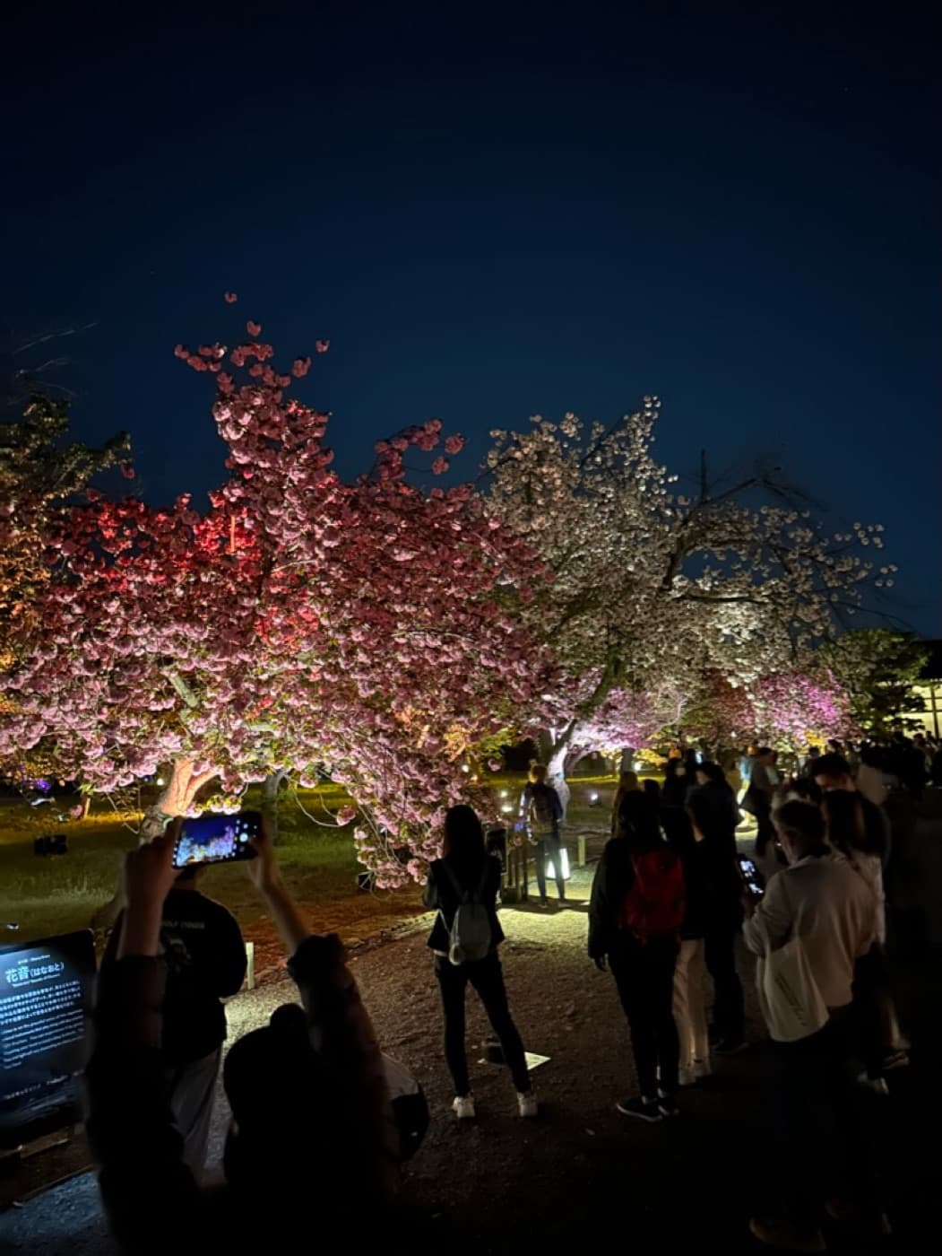 Blühende Kirschbäume in einem Tempelpark in Kyoto