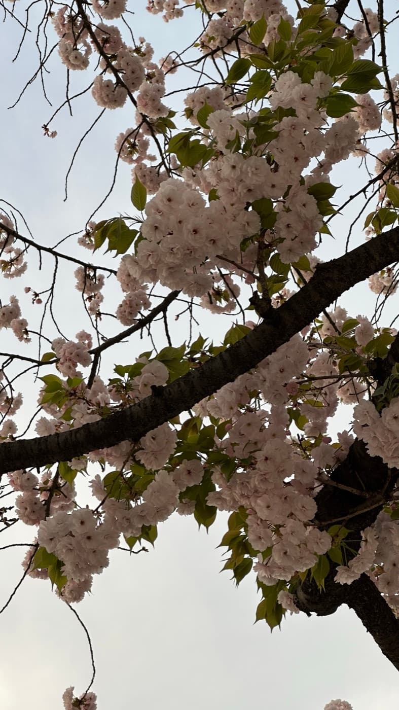 Nahaufnahme geöffneter Kirschblüten an einem Zweig